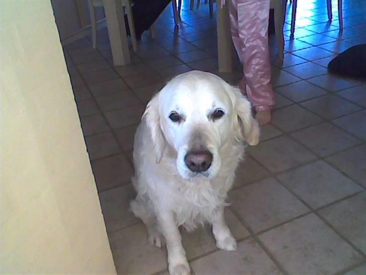 Golden retriever Bluey R.I.P. billede 7