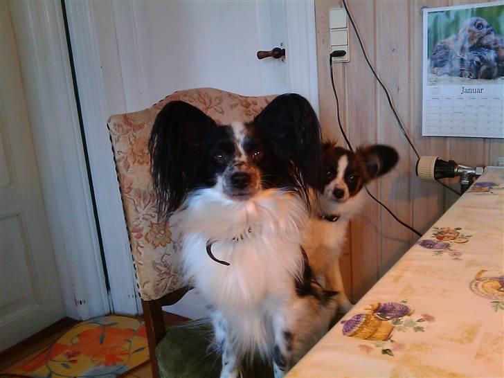 Papillon Victor - Jeg synes at Victor var en UTROLIG smuk hund :) billede 1