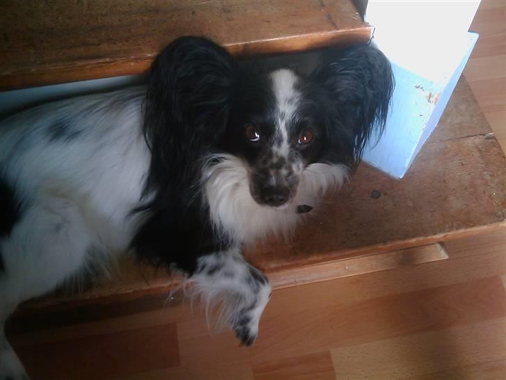 Papillon Victor billede 2