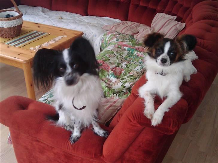 Papillon Victor billede 3