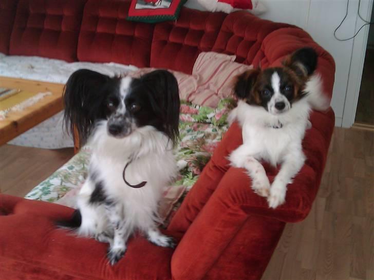 Papillon Victor billede 4