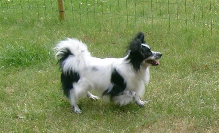 Papillon Victor billede 5