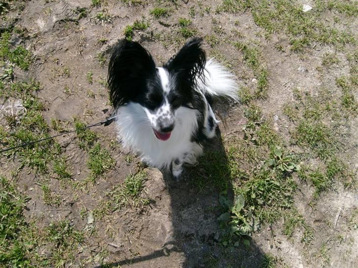 Papillon Victor billede 6