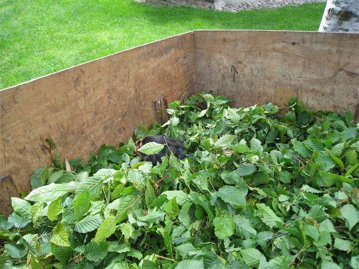 Cavalier king charles spaniel Cody - hvor er du ? billede 4