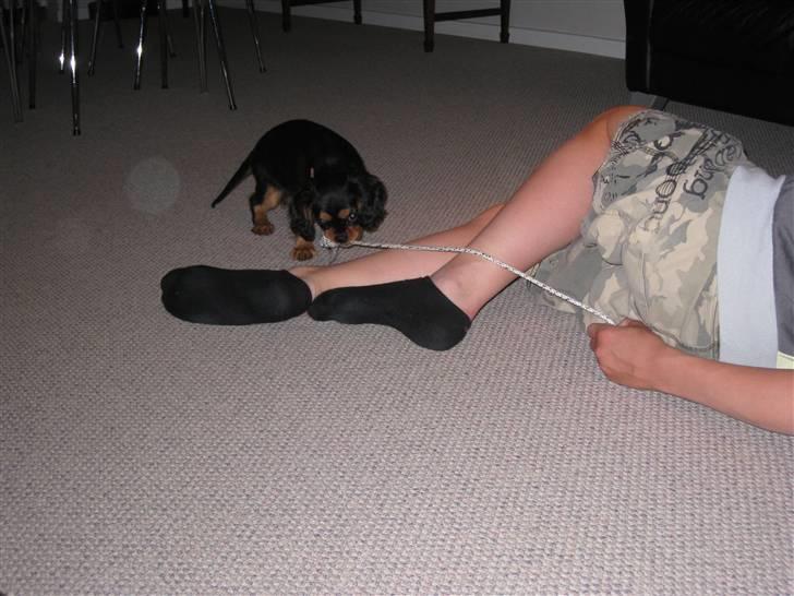 Cavalier king charles spaniel Cody - Cody og mikkel leger billede 5
