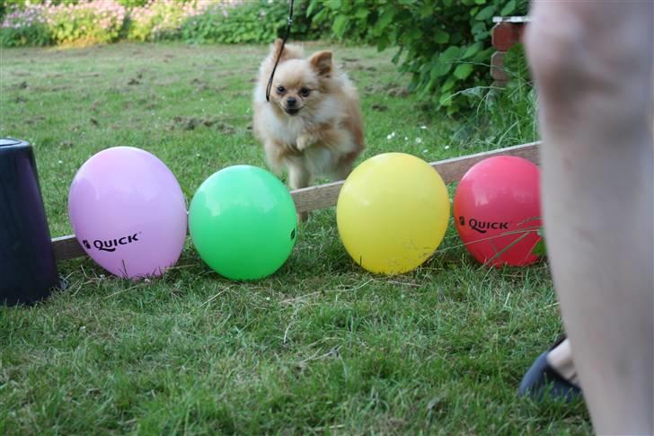 Pomeranian Gizmo * min søsters* - hop hop  billede 1