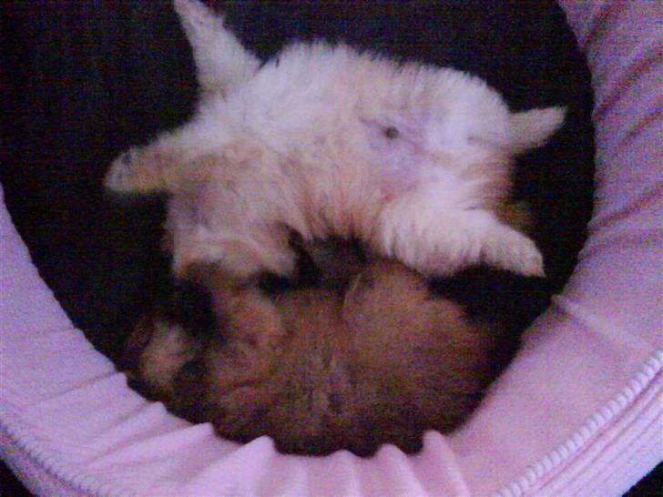 Pomeranian Gizmo * min søsters* - mig og min bror leger billede 2