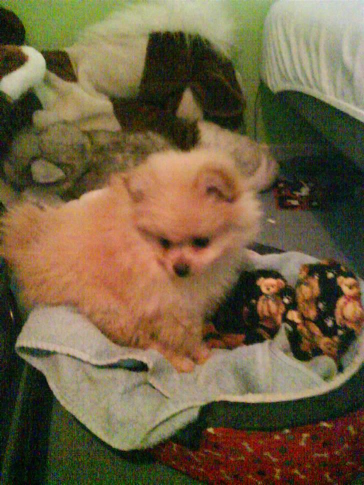 Pomeranian Gizmo * min søsters* - nej hvor var jeg sød som lille billede 3