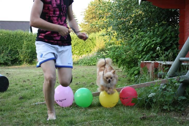 Pomeranian Gizmo * min søsters* - jeg elsker at springe billede 4