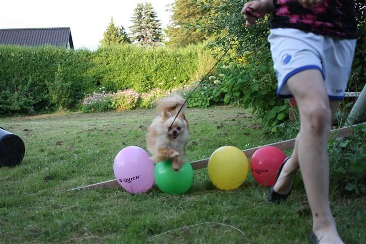 Pomeranian Gizmo * min søsters* - hop hop billede 5
