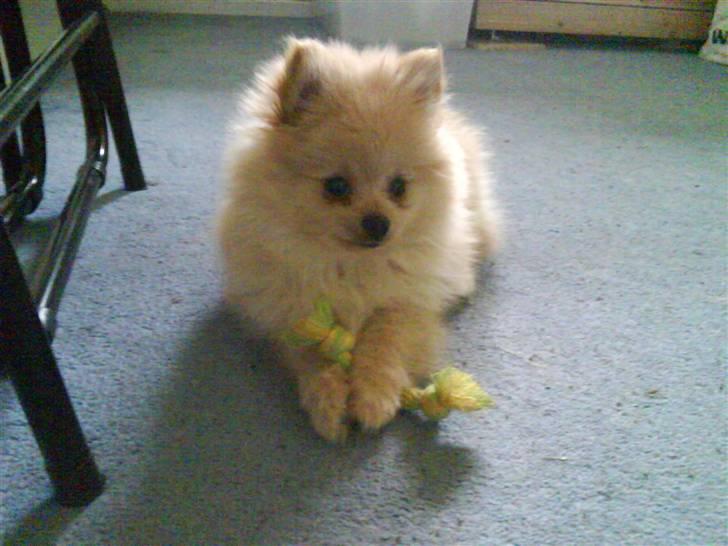 Pomeranian Gizmo * min søsters* - da han var lidt mindre billede 8