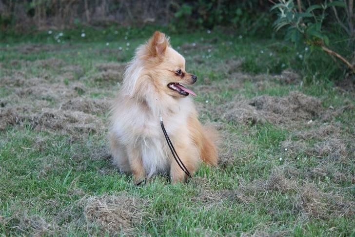 Pomeranian Gizmo * min søsters* - der henne sker der noget spænende :D billede 9