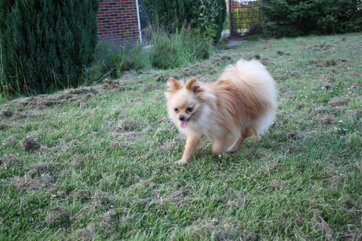 Pomeranian Gizmo * min søsters* - jeg skynder mig væk billede 10