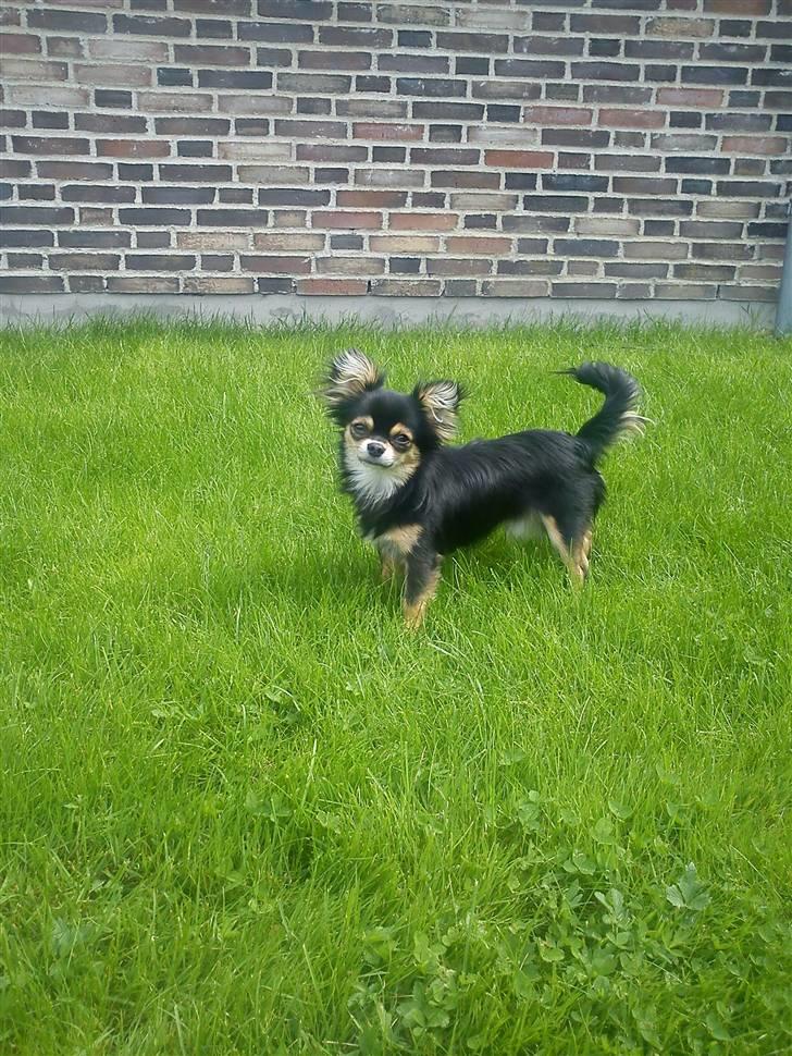 Chihuahua Rico billede 7