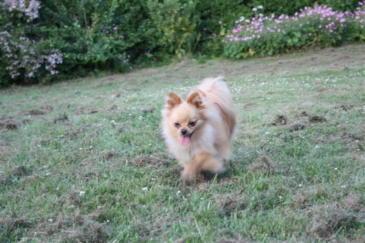 Pomeranian Gizmo * min søsters* - jeg løber mig lige en tur billede 12