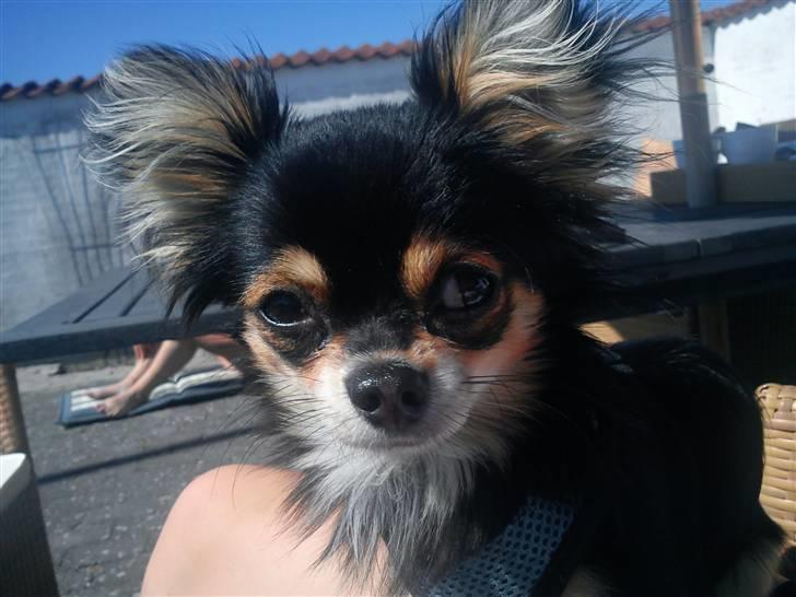 Chihuahua Rico billede 8