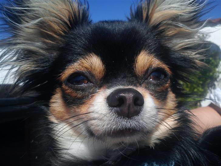 Chihuahua Rico billede 9