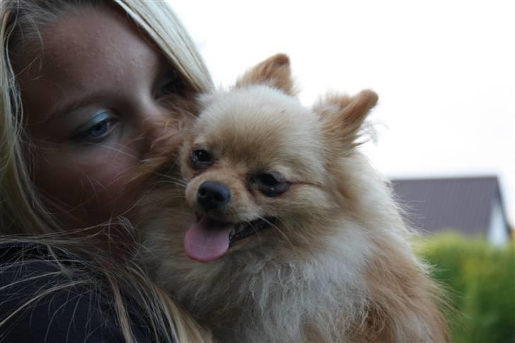 Pomeranian Gizmo * min søsters* - for lige et kys af min ejer dejligt :* billede 13
