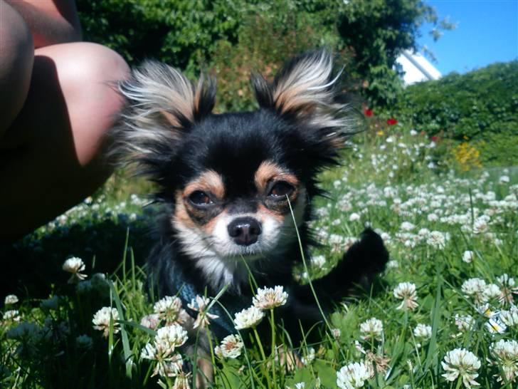 Chihuahua Rico billede 10