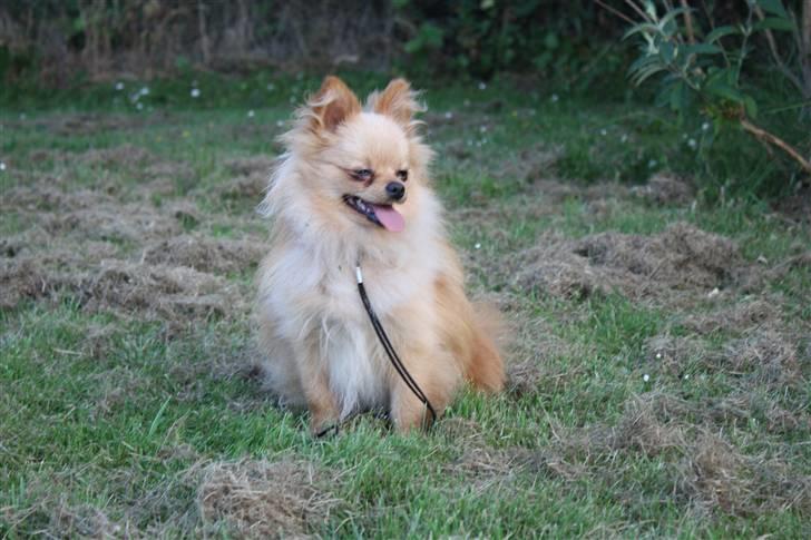 Pomeranian Gizmo * min søsters* - wauw se mig lige, rigtig fotomodel billede 15