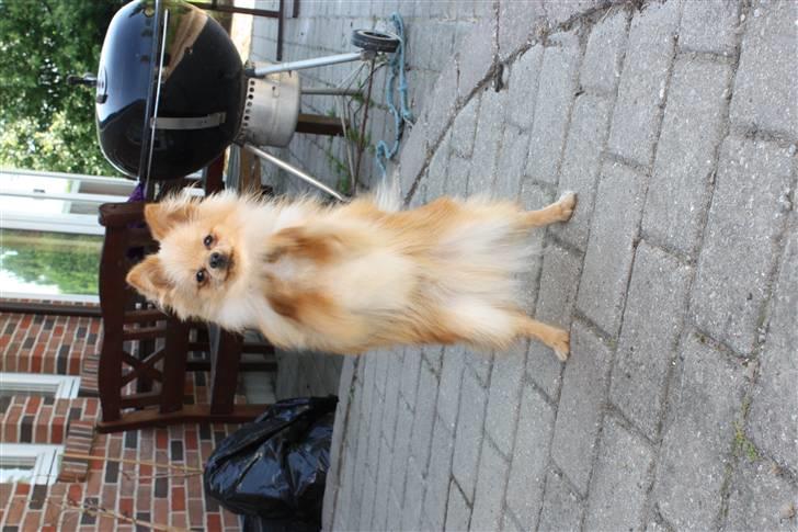 Pomeranian Gizmo * min søsters* - vinke vinke vinke til alle jer der ude... billede 16