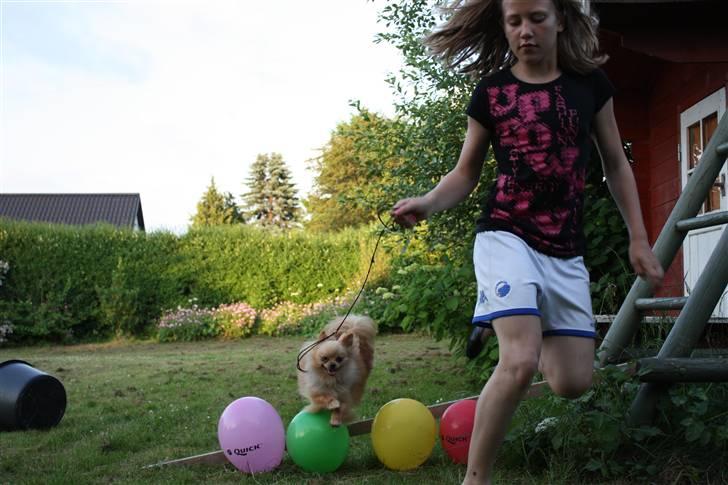 Pomeranian Gizmo * min søsters* - spring ..... billede 18