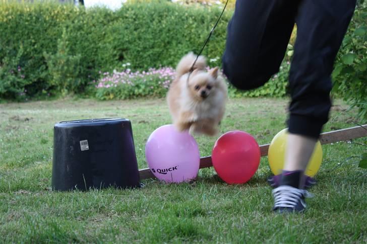 Pomeranian Gizmo * min søsters* - wuuu spring billede 19