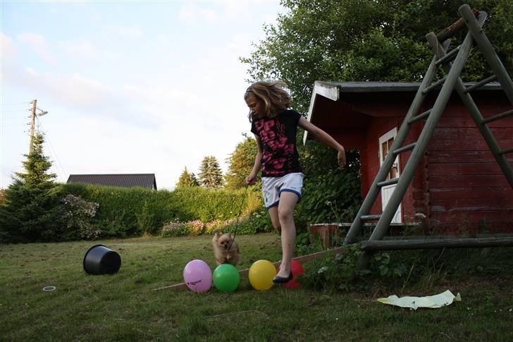 Tysk jagtterrier rossi billede 13