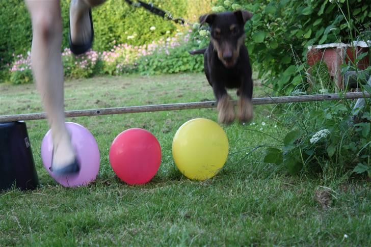 Tysk jagtterrier rossi billede 14