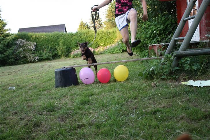 Tysk jagtterrier rossi billede 15