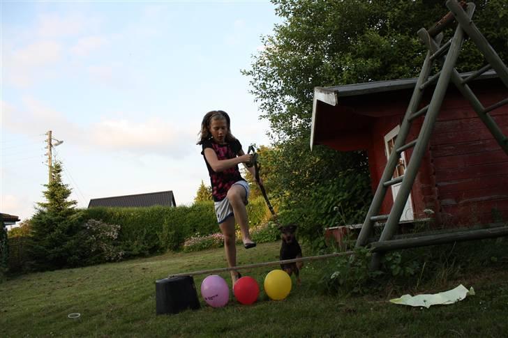 Tysk jagtterrier rossi billede 16