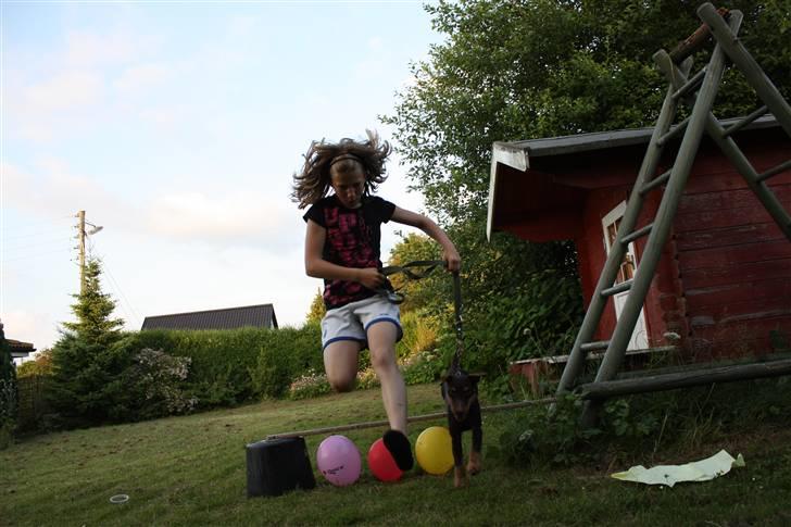 Tysk jagtterrier rossi billede 17