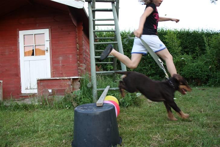 Tysk jagtterrier rossi billede 18