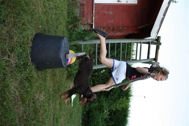 Tysk jagtterrier rossi billede 19