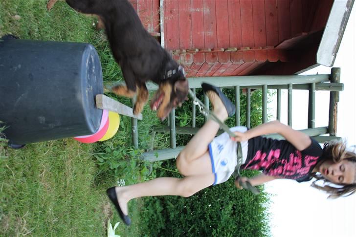 Tysk jagtterrier rossi billede 20