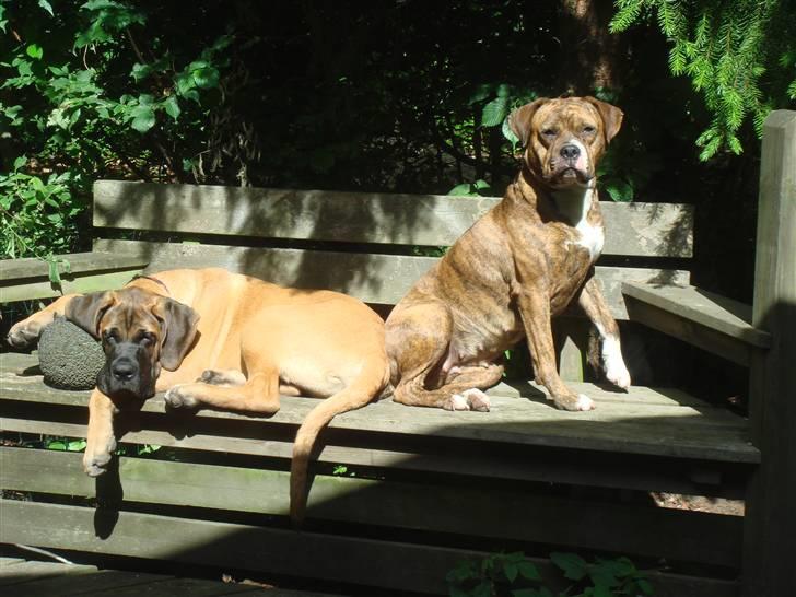 Blanding af racer Cujo - Ahh dejligt med sol,.. Cujo og hans "papsøster" Fiona billede 6