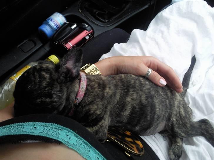 Blanding af racer tøzen - vidunderlige Prinsesse<3 billede 2