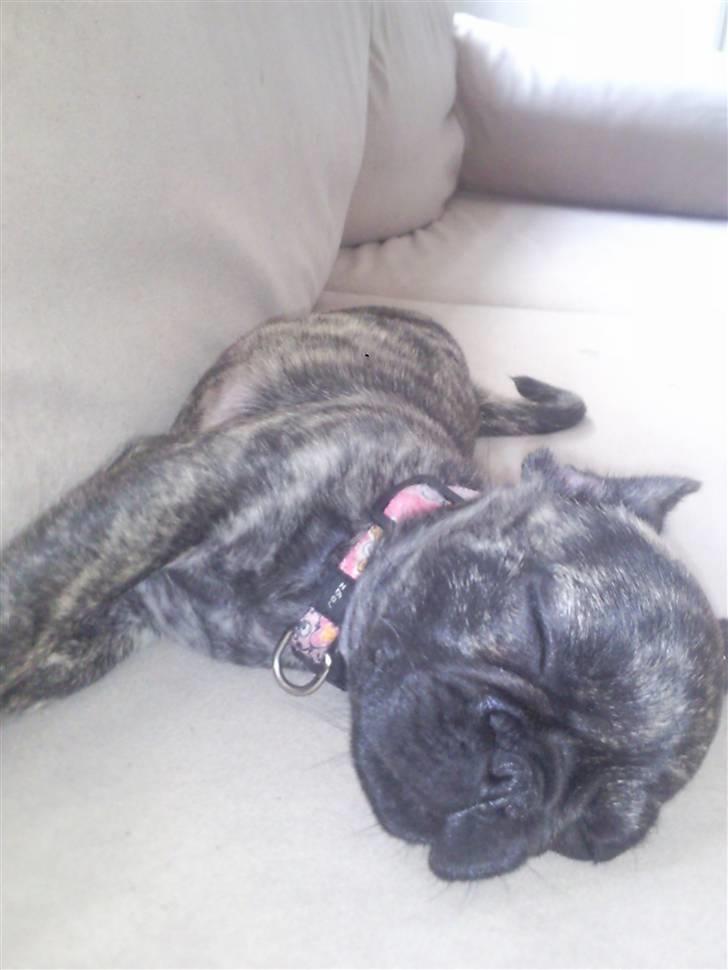 Blanding af racer tøzen - vidunderlige Prinsesse<3 billede 4