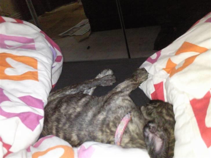 Blanding af racer tøzen - vidunderlige Prinsesse<3 billede 5