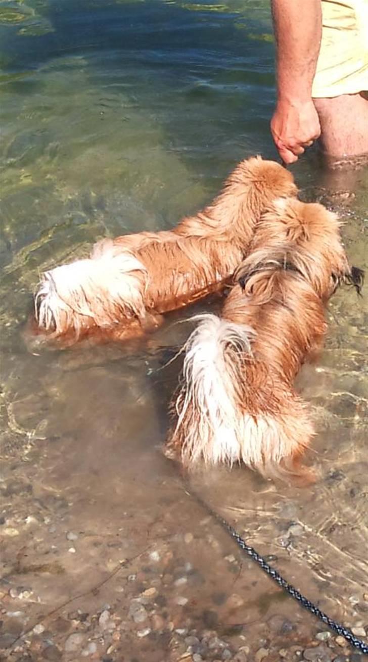 Pekingeser Pjævse - himmelhund  - Far lokker os i vandet billede 7