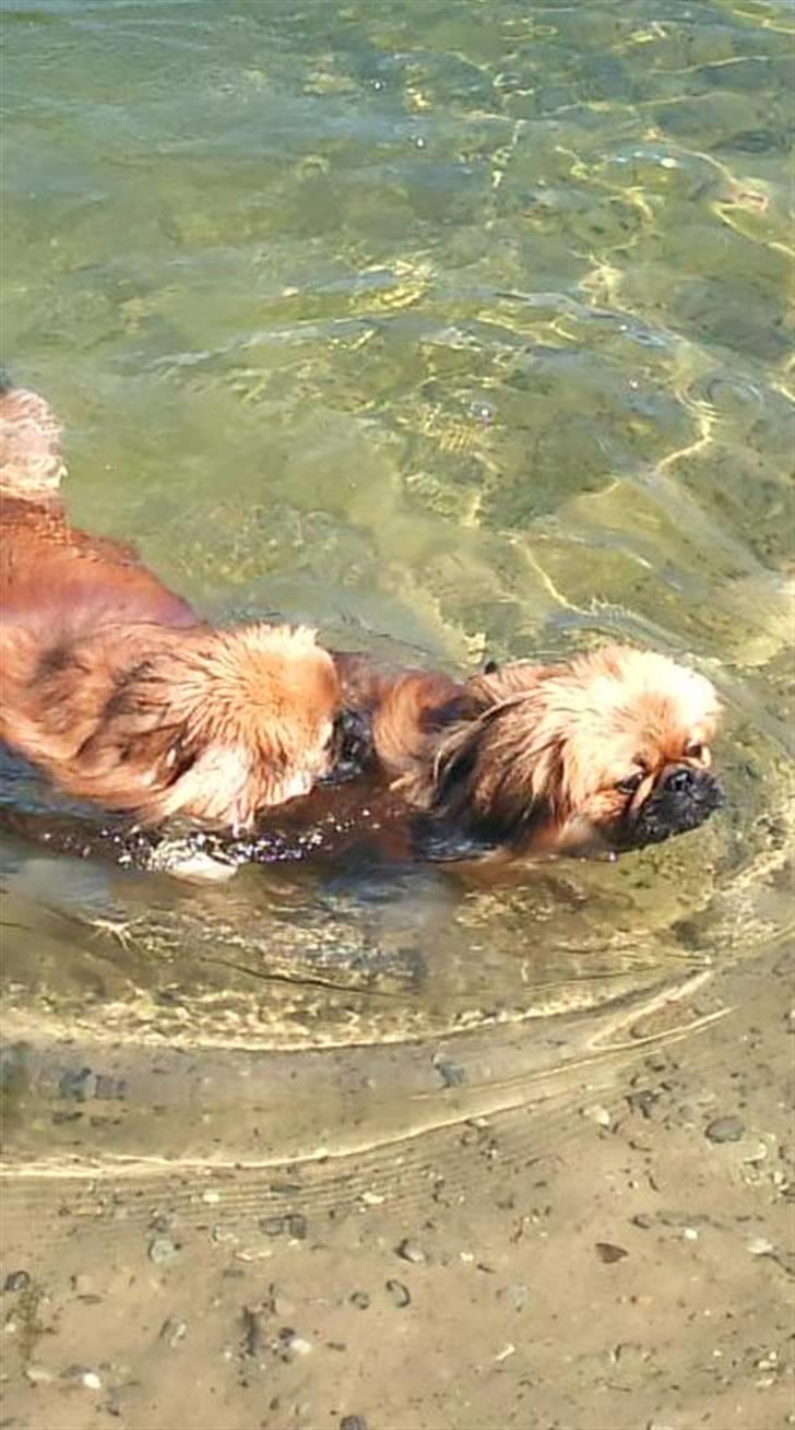 Pekingeser Pjævse - himmelhund  - Det er bare så dejligt at bade i søen billede 8