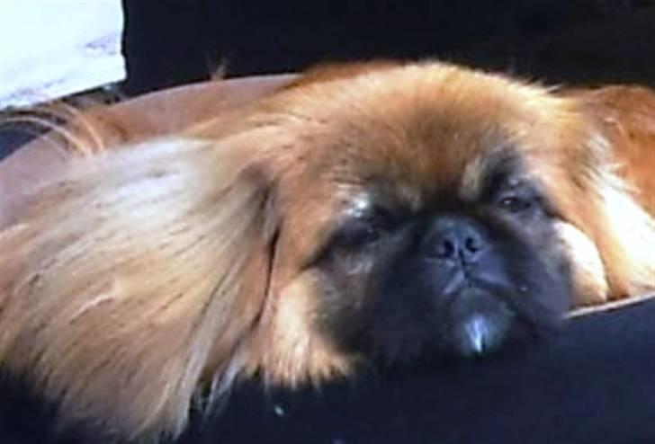 Pekingeser Pjævse - himmelhund  - Der er lidt hårdt at få en storebror billede 9