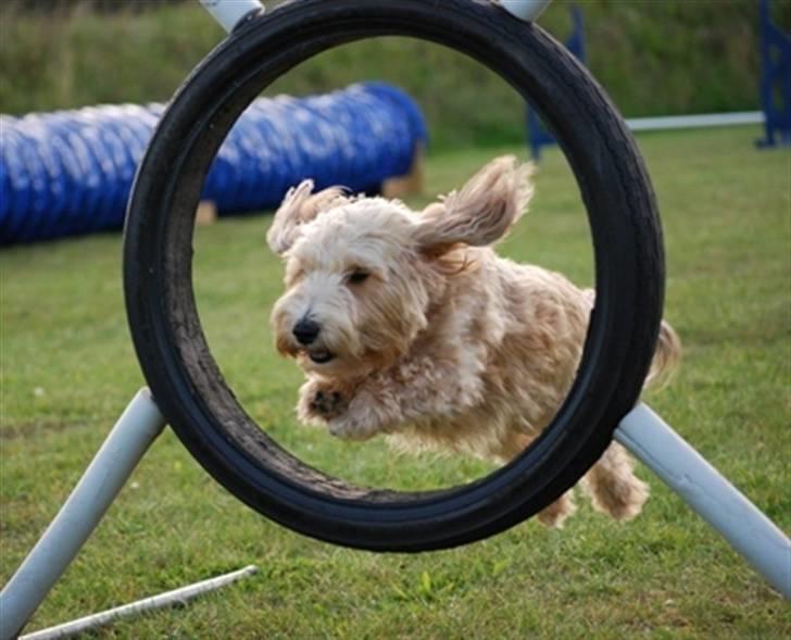 Blanding af racer buster R.I.P - lille buster ´DØD´   :(  :( billede 1