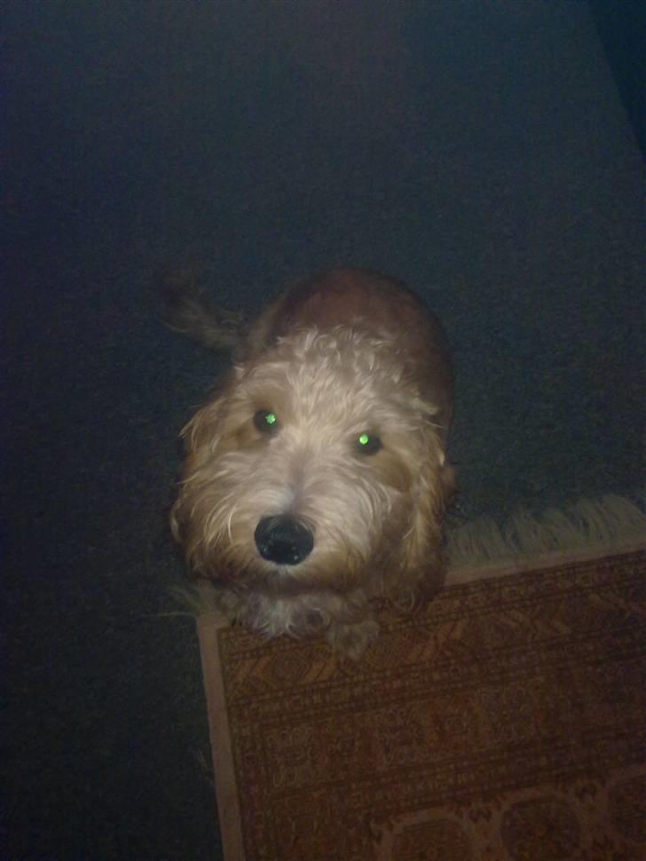 Blanding af racer buster R.I.P - du var såe dejlig billede 2