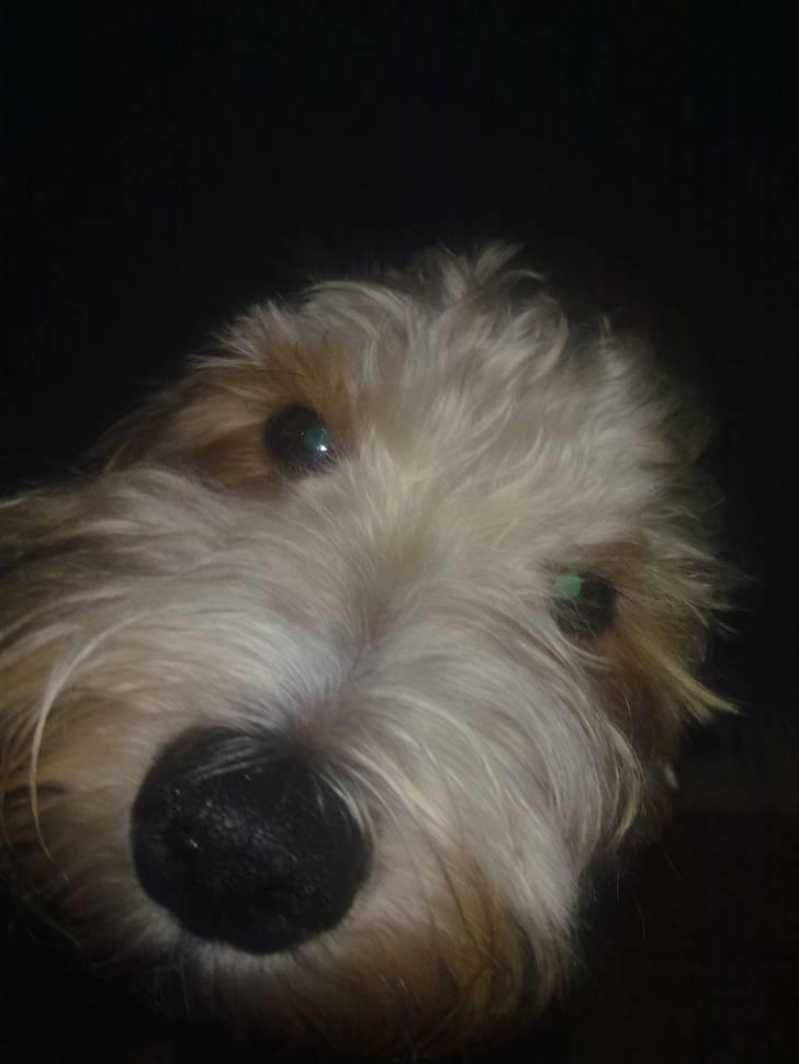 Blanding af racer buster R.I.P - due kunne lege med alle hunde billede 3