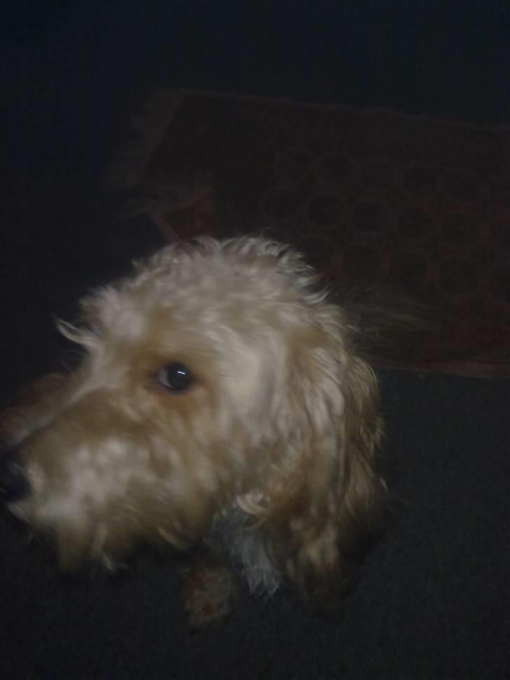 Blanding af racer buster R.I.P - nuuur lille skath billede 4