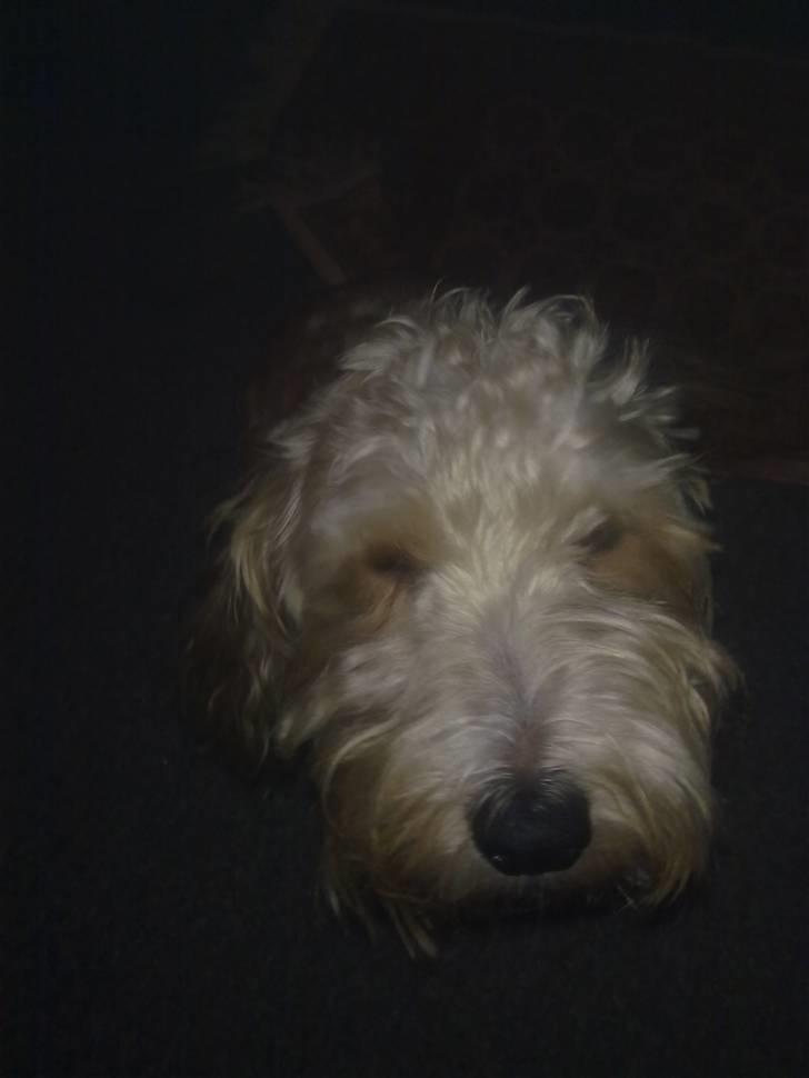 Blanding af racer buster R.I.P - du blev 3 år billede 5