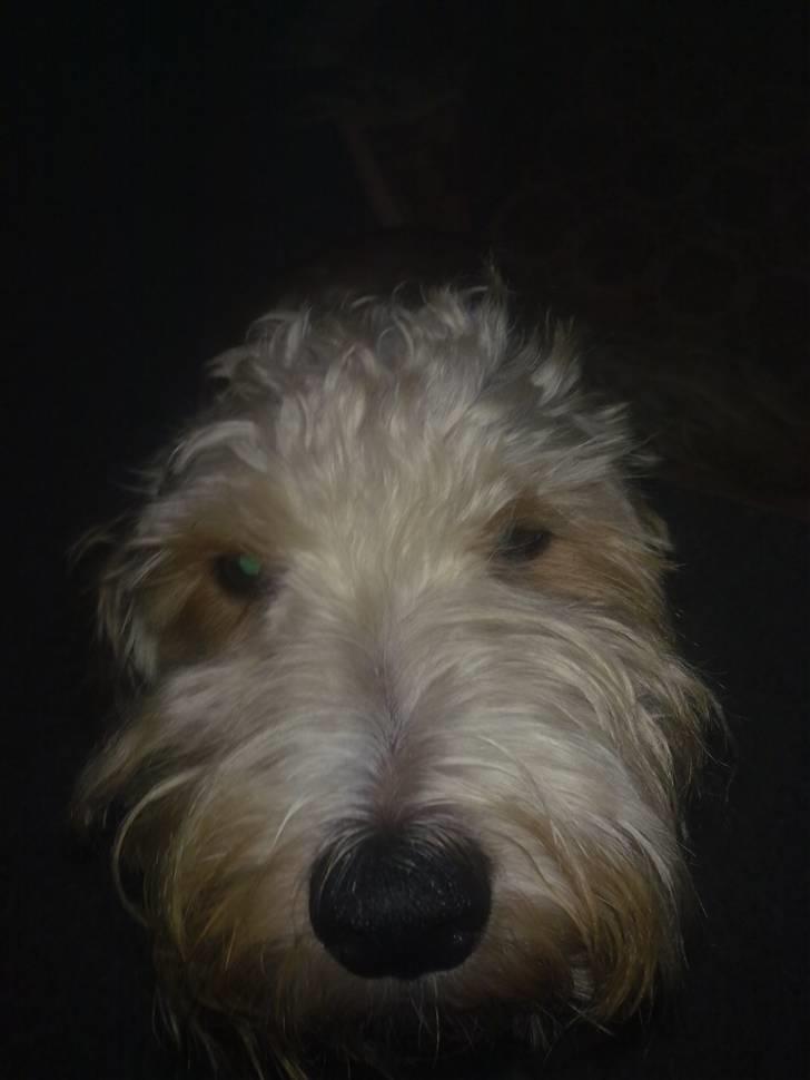 Blanding af racer buster R.I.P - havede ikke så mange billeder af diig billede 6