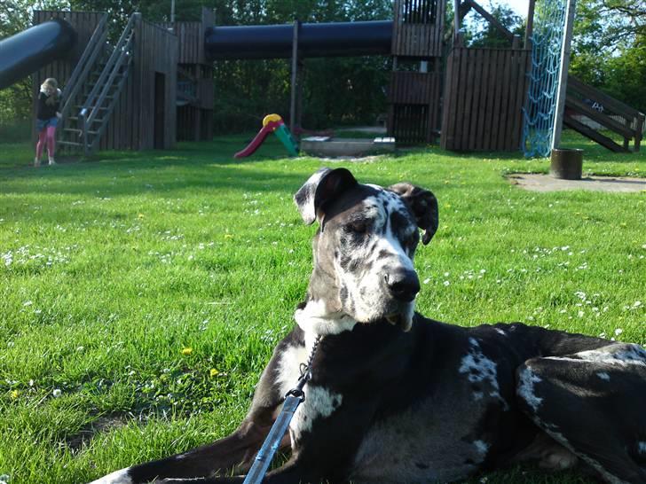 Grand danois  R.I.P Mister. - nyder solen billede 12