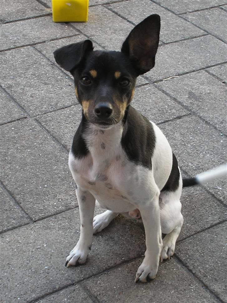 Dansk svensk gaardhund Tobbi billede 9